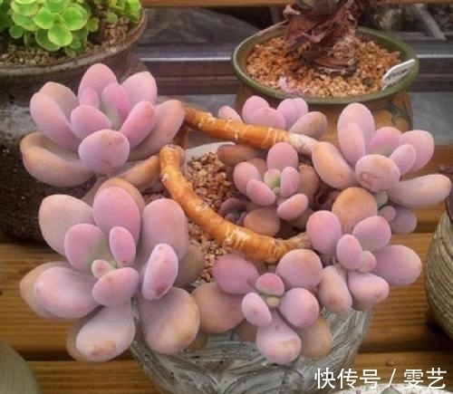 喜欢多肉不会养?试试这几种普货多肉,养得越久美得越惊艳!