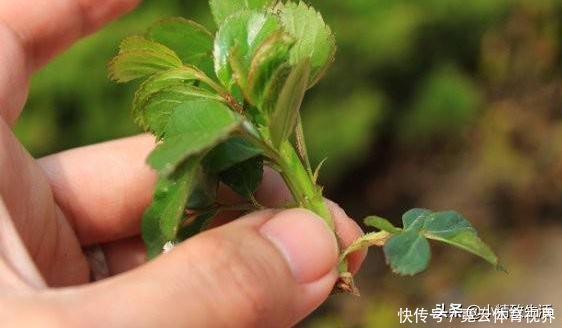 花友|玩扦插有2个难点,试试这个小方法,1月长出“大白腿”,成活高?