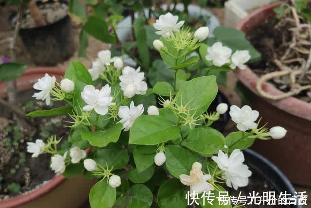 茉莉花|养茉莉花有5个常见问题,对于新手来说,避免才能花开不断不黄叶