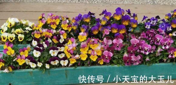 记录一下我养过的花，1000多盆都有啥