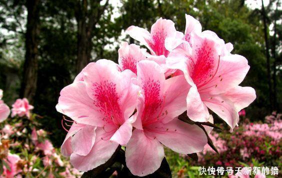 种花|4种花是懒人的最爱,好养易好颜值高,美极了