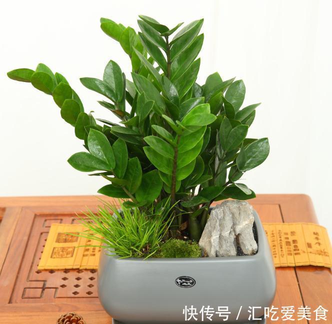 家里养这几种植物,寓意美好,招财纳福