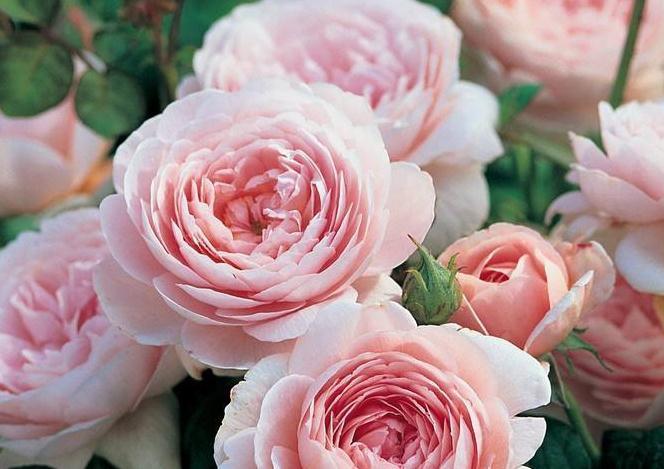 谁还会花钱买生根剂,把此些东西泡在水里,月季生根成活率达99%