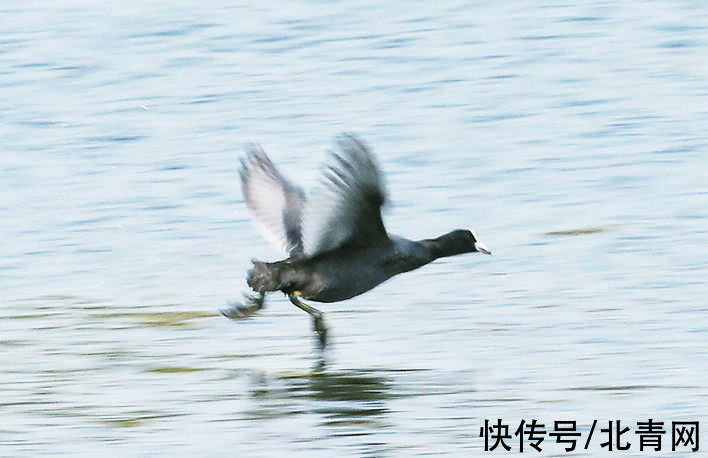 水面|快看！众多白骨顶鸡 齐集巢湖越冬