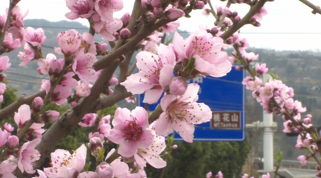 3月还未到，成都桃花已满山！