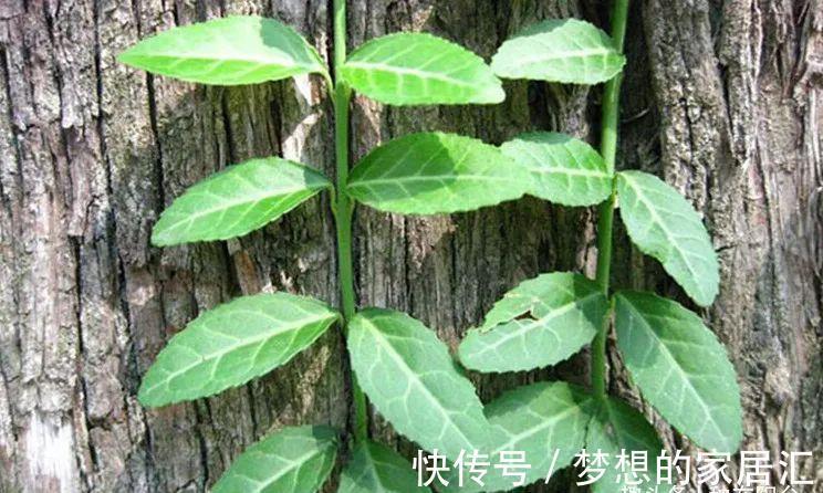 芳藤|扶芳藤的根系发达，搞不定附石式或附木式盆景，可以拿它练手！