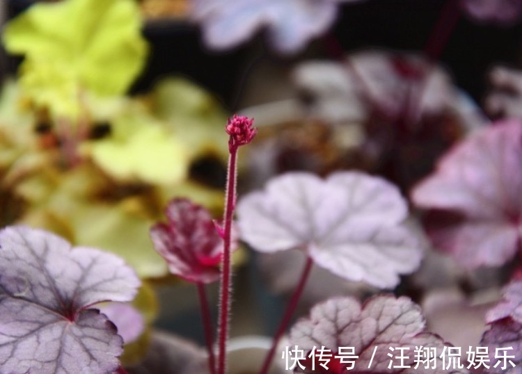 调色盘|1种花卉耐冻耐旱，被誉为“调色盘”，叶子就是五颜六色