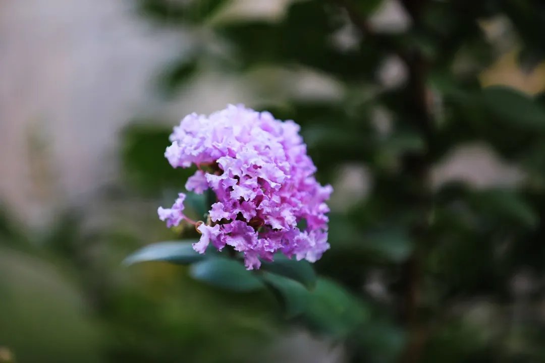 既相逢，莫相忘|诗词 | 韦应物