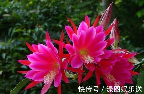 此花是花丛中展翅开屏的孔雀,婀娜多姿,给人带来无尽美好与幸福