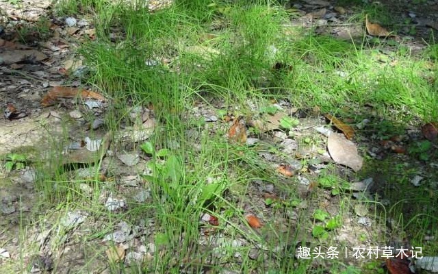 伙伴们|遇见了，请你尽量摘叶子，别挖根，答应我，它太珍贵了