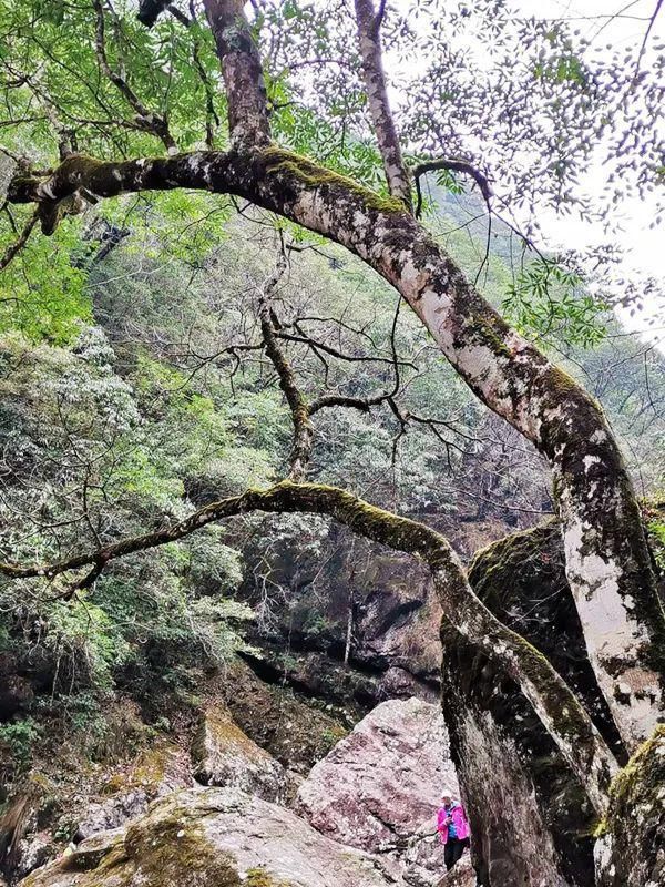 游记|吴长花：芎坑峡谷游记