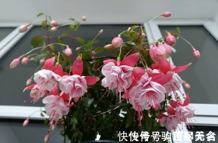 花萼色|花期最长的植物,一开就是大半年,花朵五颜六色,漂亮又好养