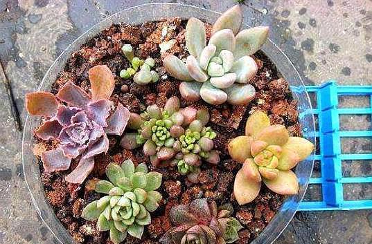 仙人球、多肉植物最喜欢这种“土”,好用不花钱,植物不烂根