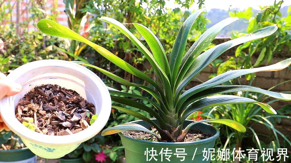 李大姐养君子兰,年年开大花,有吉祥好兆头,原来是她做对5件事