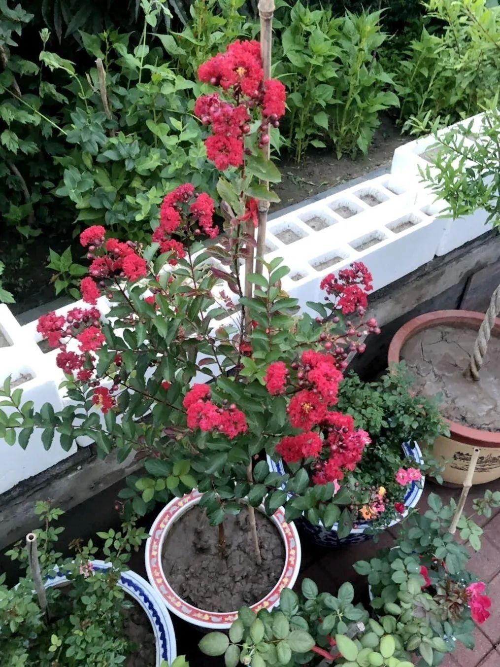 显摆一下我的家丨花开香满院，爱花人在自家庭院建小花园