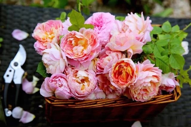 圆滚滚的绣球，瀑布般的花墙，这届花友也太会种花了吧