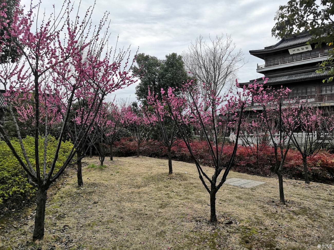 紫叶李|【爱卡踏青季】游石湖美景，你在湖畔走，我在画中游