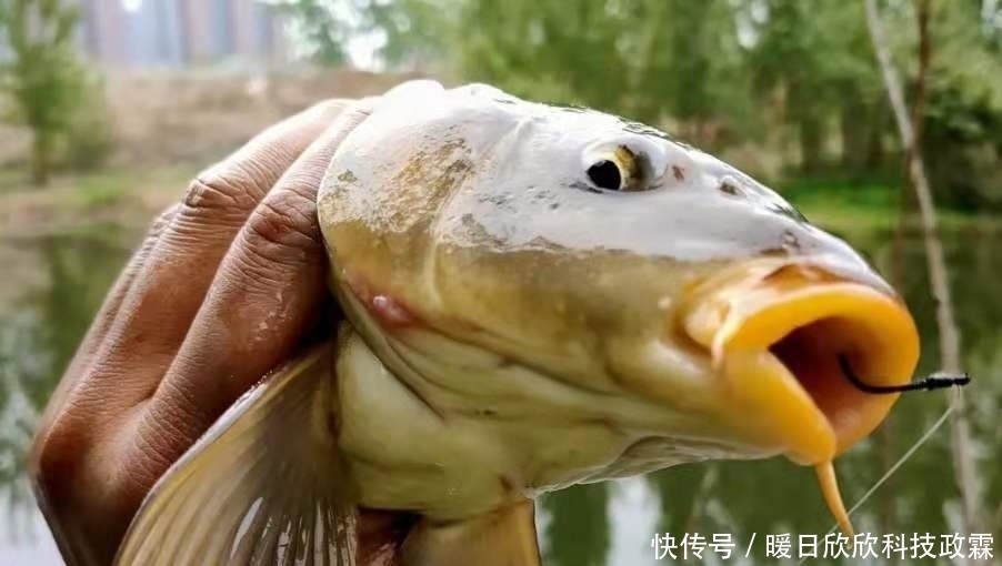 早就听说这鲤鱼钓法百试不爽，用过才后悔知道晚了！