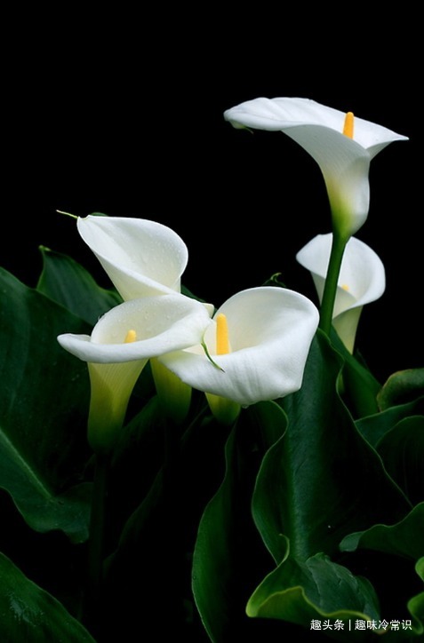 这五种喜欢水的植物，随便浇水都不怕，适合新手养