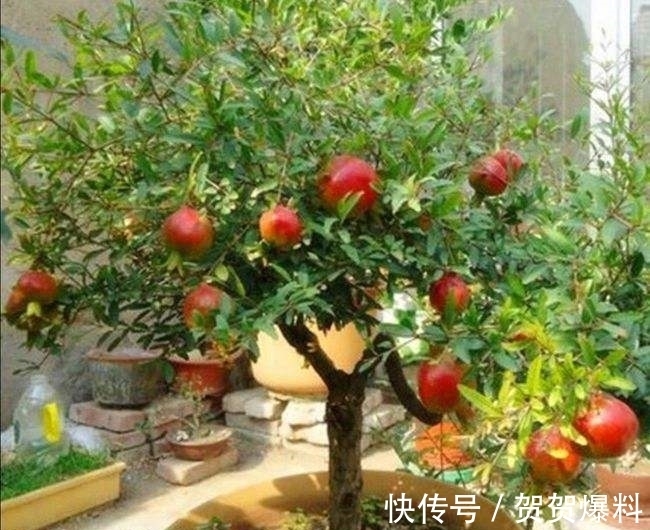 家有五树,儿孙都富!有院子建议栽5种树,看花,收果,寓意吉利