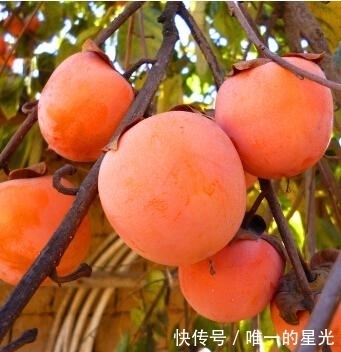 干燥|立冬后，每天吃一个，给血液“换水”，女人不想肌肤干燥可以试试