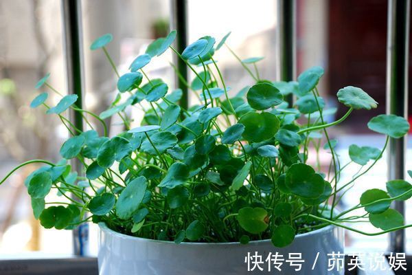 小妙招|铜钱草夏天怎么养教你3种养护小妙招,叶子翠绿发亮,轻松爆盆