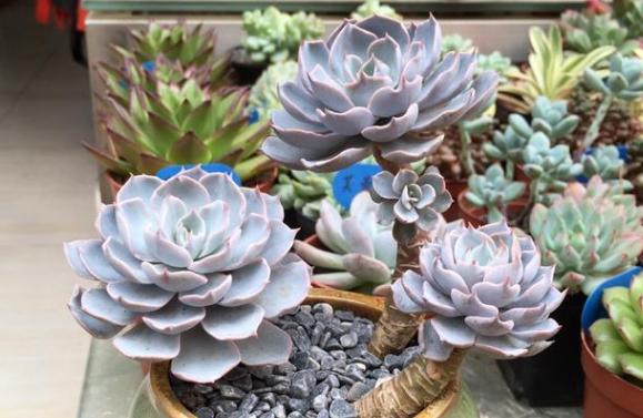 想在客厅搁置多肉老桩就摆放这4款盆景，难度低、美得像花