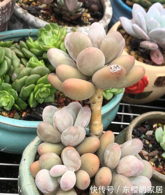 多肉|秋天终于来了，昼夜温差加大，多肉搬到室外，2周出状态！