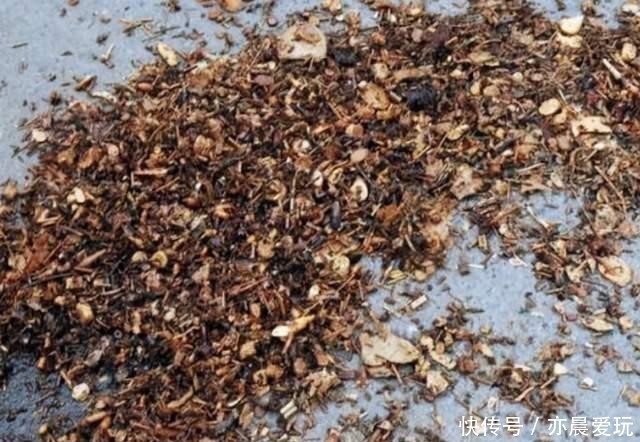 养花|养花也是门技术活,瓶瓶罐罐当花盆,各种废料当花肥,方便实用