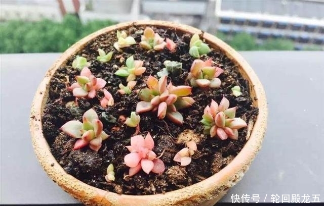7字秘诀来养多肉，入坑9年多肉植物没徒也没腐