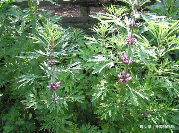 野草|田梗上常见的野草，原来价值这么高，赶紧采摘一些回来晒干煲汤喝