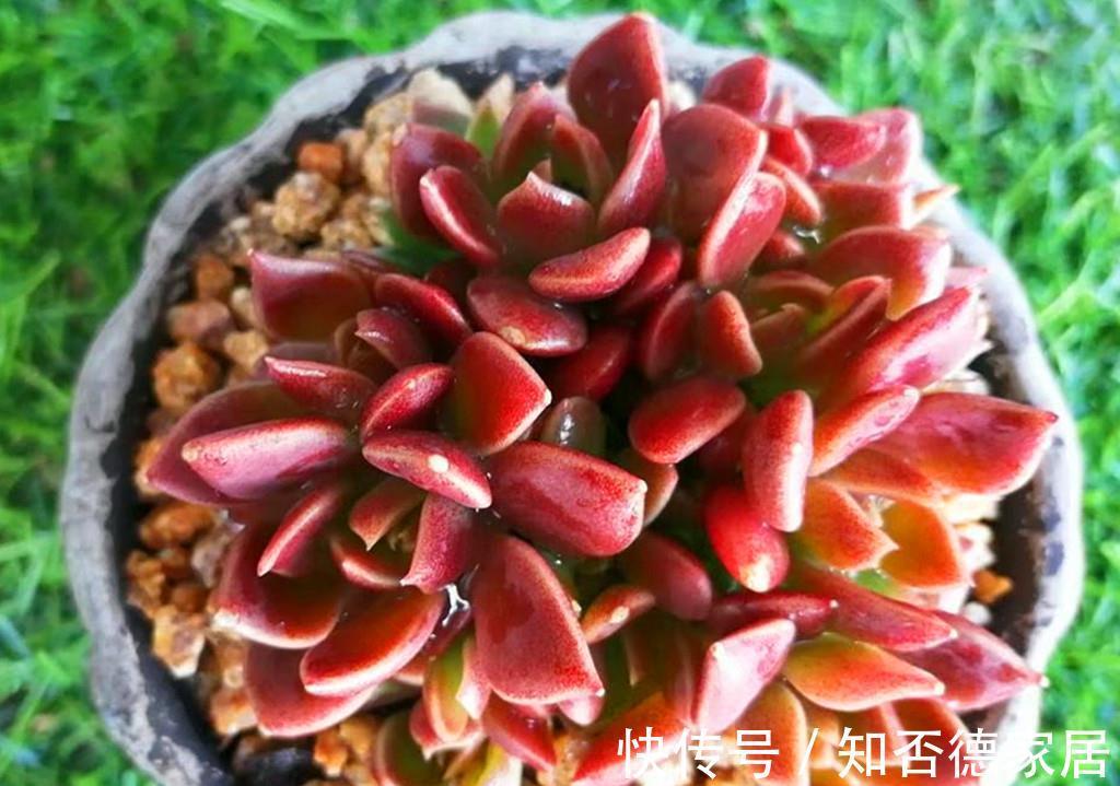 石莲花属|多肉中永远的神之一因地卡，生长快爱爆头，想要养死有难度