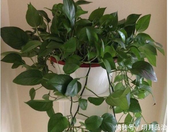 花妈妈养花15年,浇花时都要加点“神水”,花长的太美了,真神奇