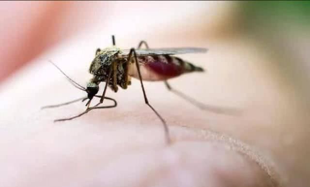 麻烦|小蚊虫大麻烦，宝宝眼睛都肿了，驱蚊止痒，妈妈只用8个小妙招