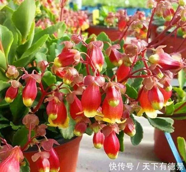 3种花是爆盆“能手”,开起花来“拦”不住,被称为开花机器