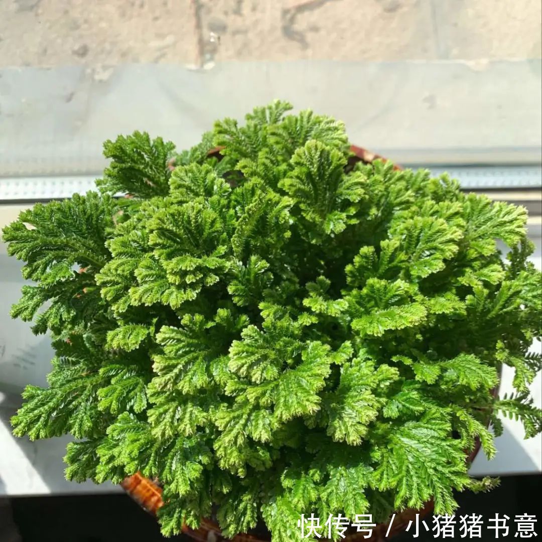 天竺葵|超好养的18种植物,第一名竟然是它!绿萝只能排倒数