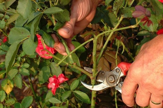 月季花|月季开完花就僵苗、生病是为什么?月季花后护理,给玫瑰做个月子