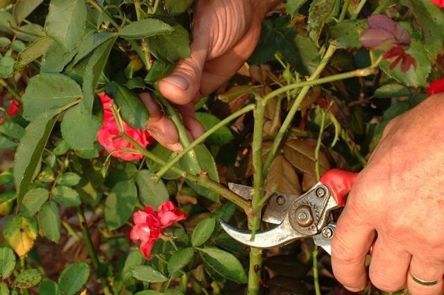  月季花|月季开完花就僵苗、生病是为什么？月季花后护理，给玫瑰做个月子