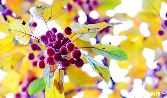 冬日|冬日海棠果!