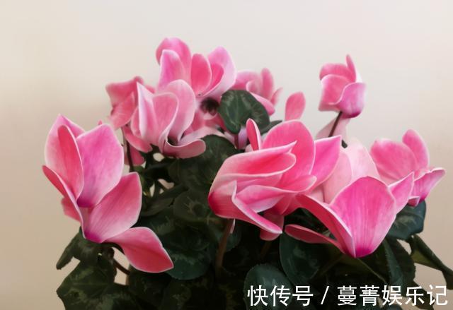 春季|4种花被称为“夏必死”,没有大棚环境,新手春季最好不要买