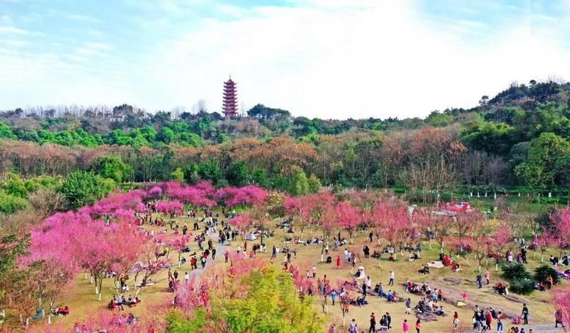 花漾山城 坐上列车去听花开的声音