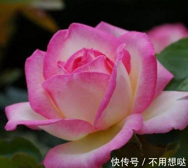 此款花卉便宜又好养,不用管照样长得旺,年年开花不断,美翻天!