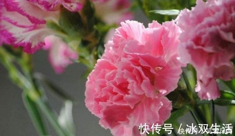 花盆|最有仙气的4种花,迷人的花朵,开满整个花盆,美不胜收