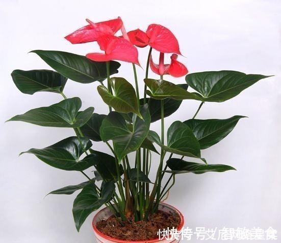 家里养花,就选这几种,一年四季不用管,给点阳光就开花