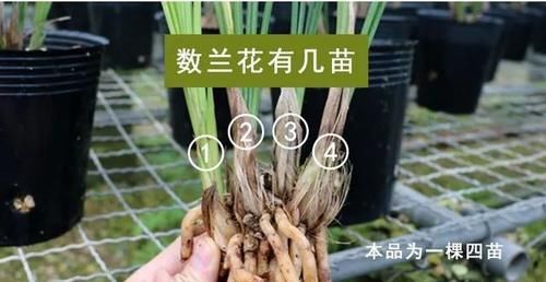 你觉得兰花怎么样？