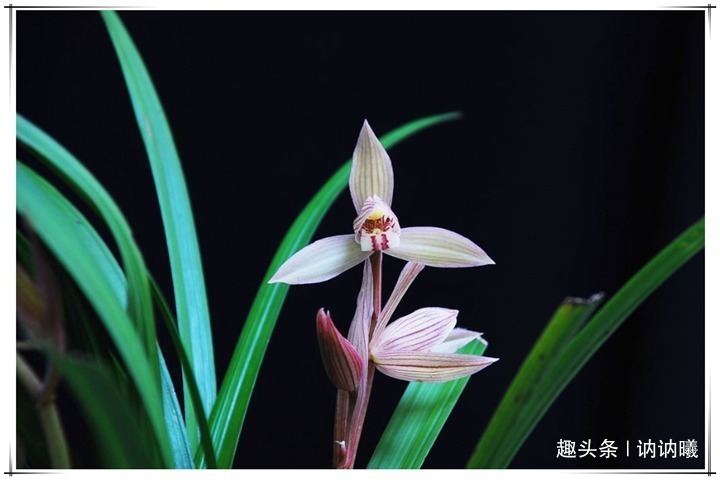 小知识|养5年兰花不开花咋整别着急，老花农教你1招，花开爆盆太简单