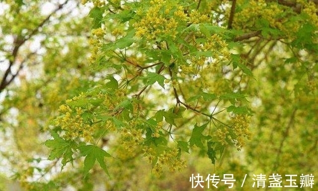 花序|自然界中有些植物的“花序”为什么不尽相同，其中有什么秘密？