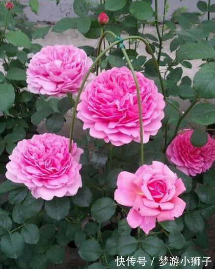 此款高颜值大花月季，被称作“开花机器”，养起来真简单