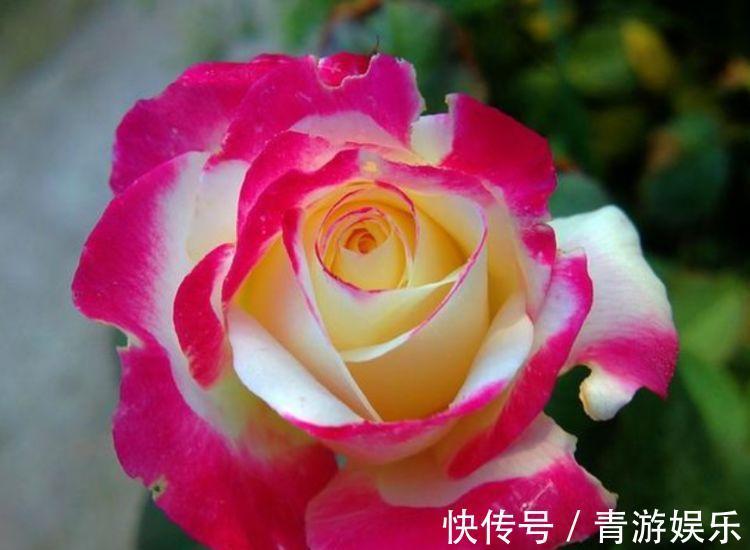 3种花养了就爆盆，好养易活开花漂亮，花量大不操心，越养越喜欢