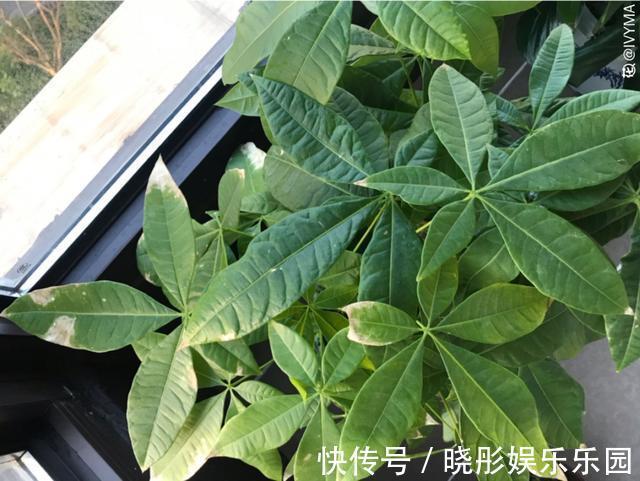 最怕晒的10种花,赶快搬进屋,否则会死掉